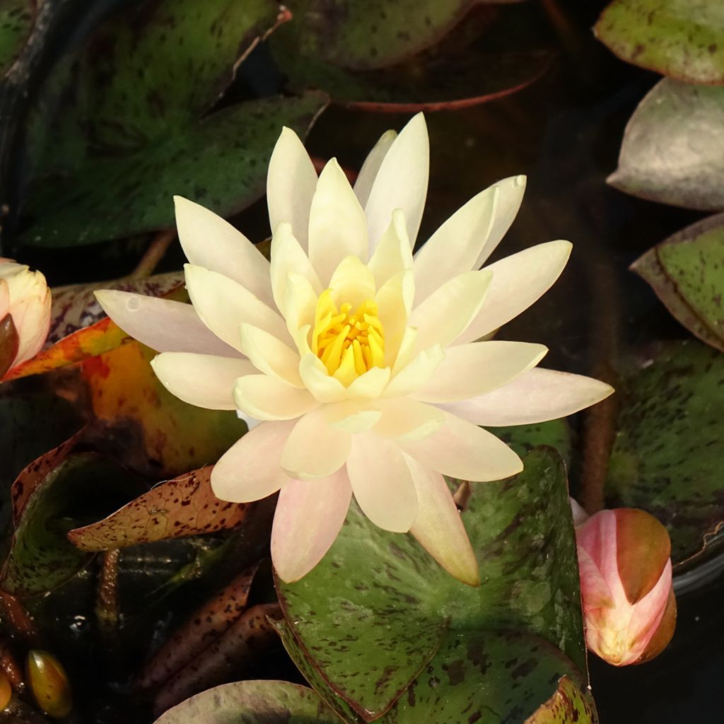 Nymphaea Texas Dawn - Waterlelie
