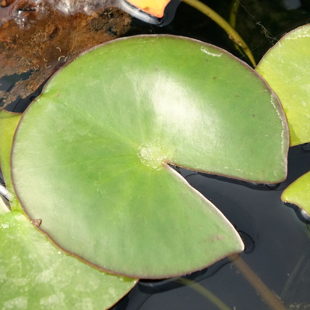 Nymphaea Venusta - Waterlelie