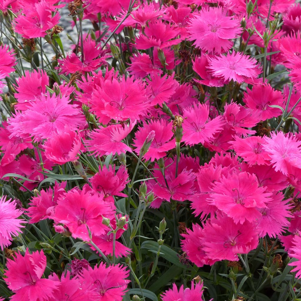 Anjer Suntory Pink - Dianthus