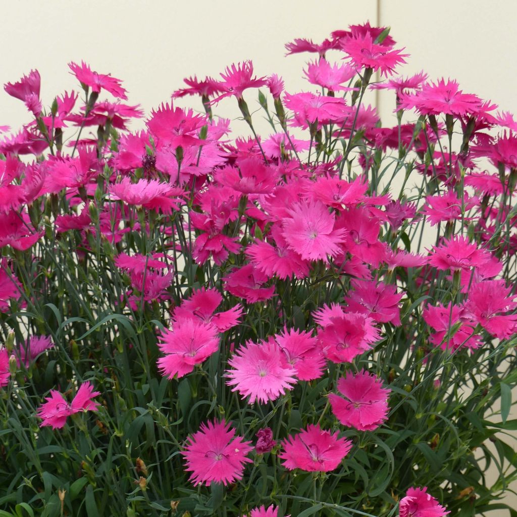 Anjer Suntory Pink - Dianthus