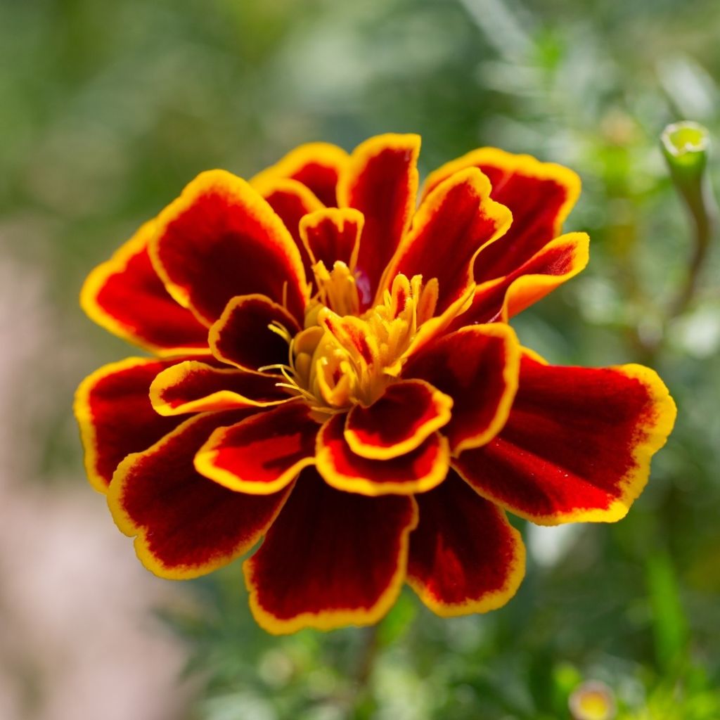 Klein afrikaantje Durango Bolero (zaad) - Tagetes patula