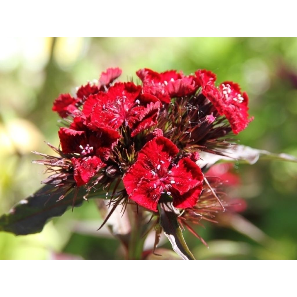 Gemengde enkelbloemige Duizendschoon (zaad) - Dianthus barbatus