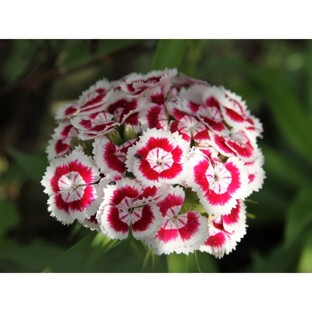 Gemengde enkelbloemige Duizendschoon (zaad) - Dianthus barbatus