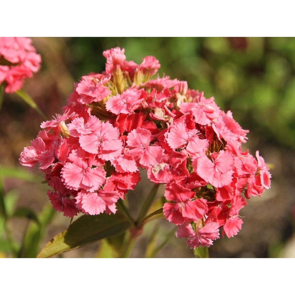 Gemengde enkelbloemige Duizendschoon (zaad) - Dianthus barbatus