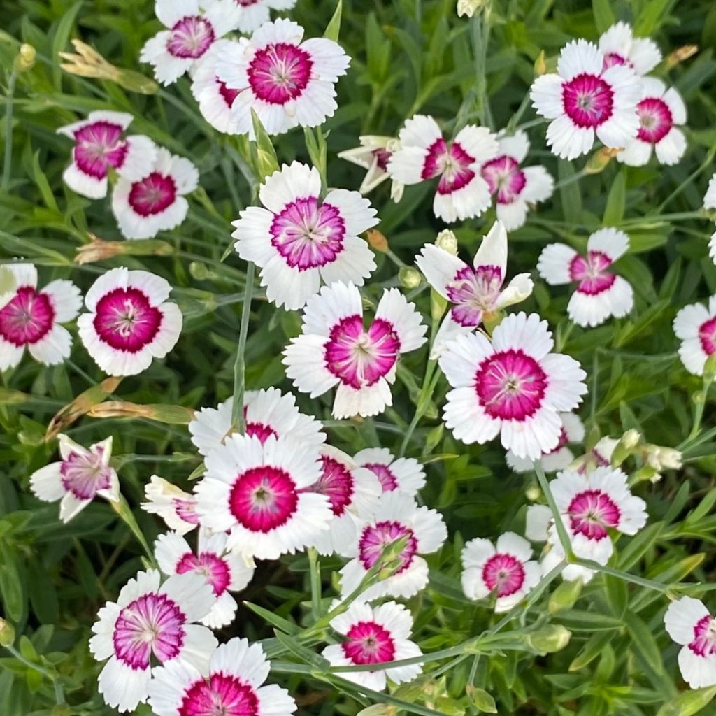 Dianthus deltoides Arctic Fire - Steenanjer