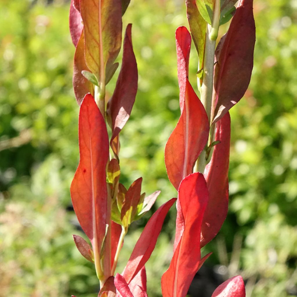 Oenothera fruticosa Hohes Licht - Teunisbloem