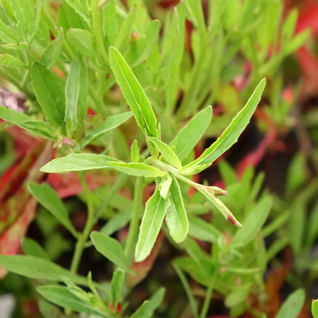 Oenothera speciosa Siskiyou - Teunisbloem