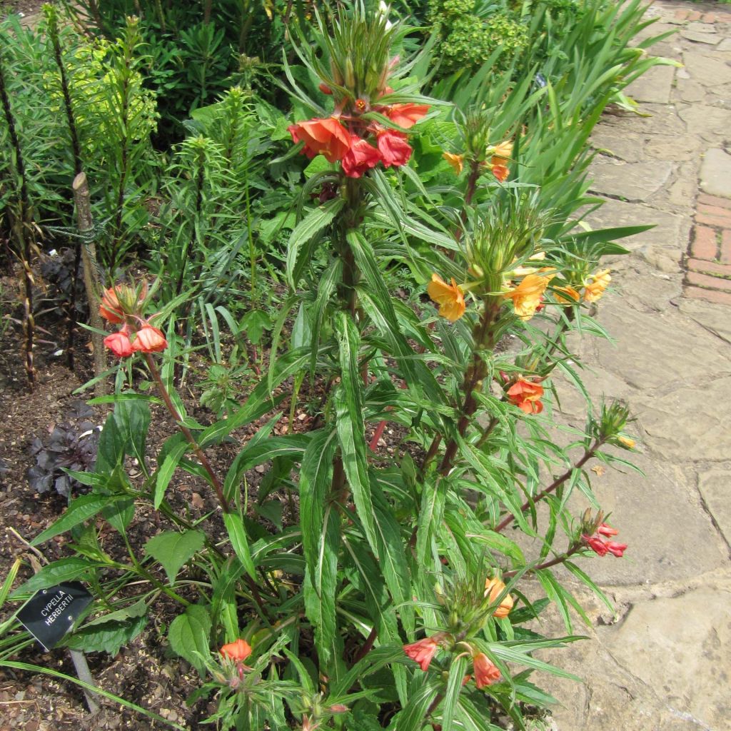 Oenothera versicolor - Teunisbloem