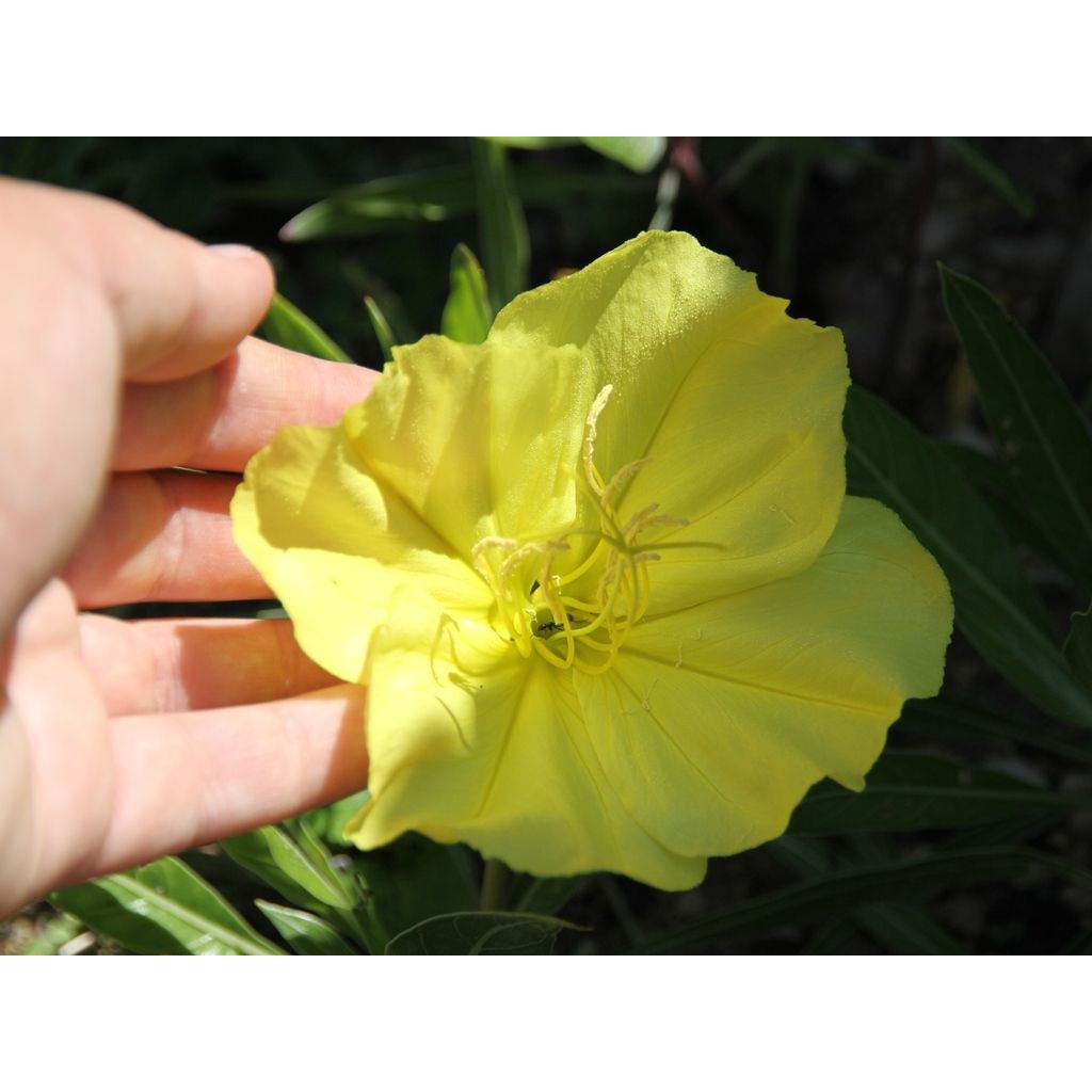 Oenothera missouriensis - Teunisbloem