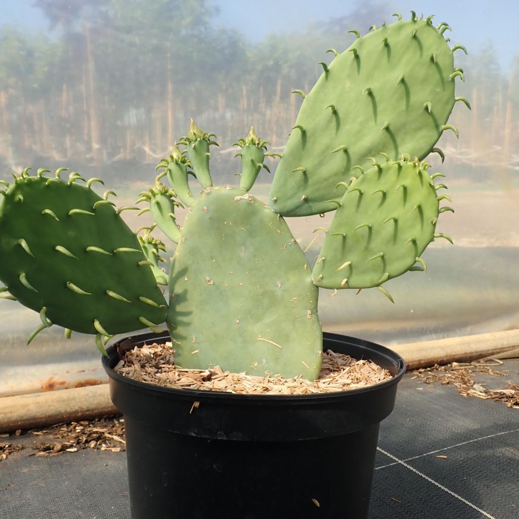 Opuntia cacanapa Ellisiana - Schijfcactus