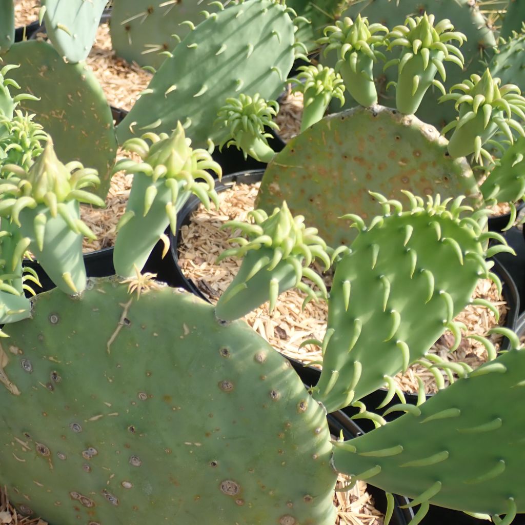 Opuntia cacanapa Ellisiana - Schijfcactus