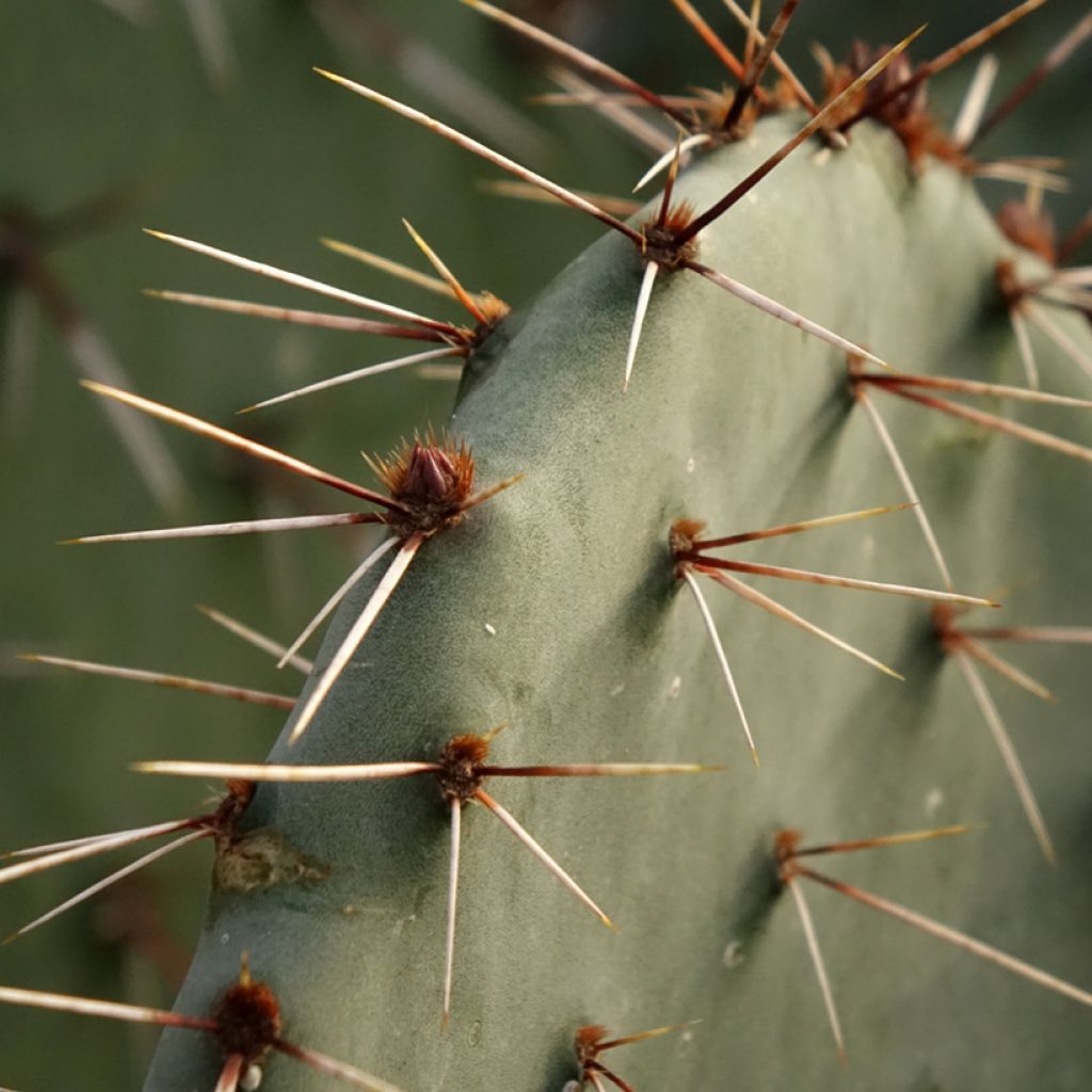 Opuntia dulcis - Schijfcactus