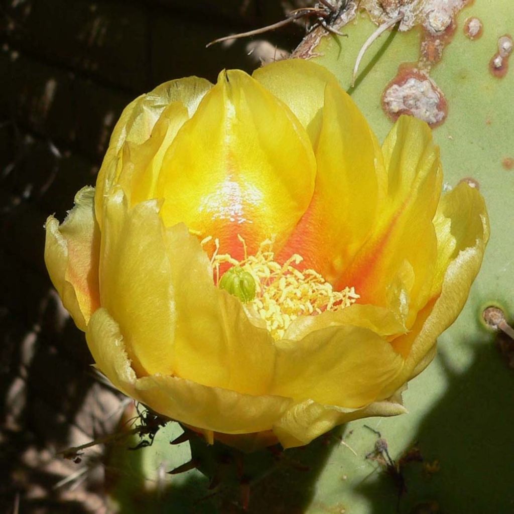 Opuntia engelmannii - Schijfcactus