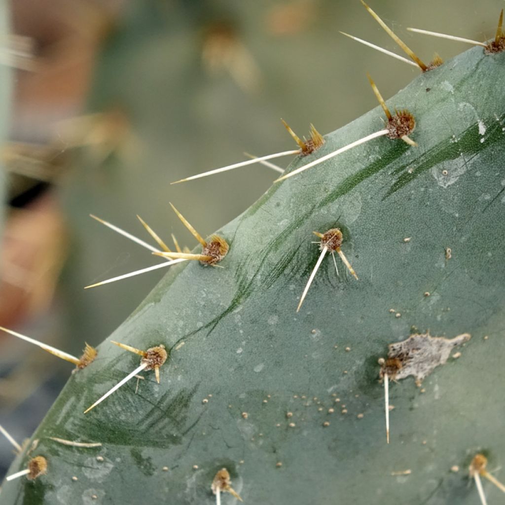 Opuntia engelmannii Belen - Schijfcactus