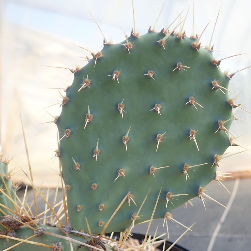 Opuntia howeyi - Vijgcactus