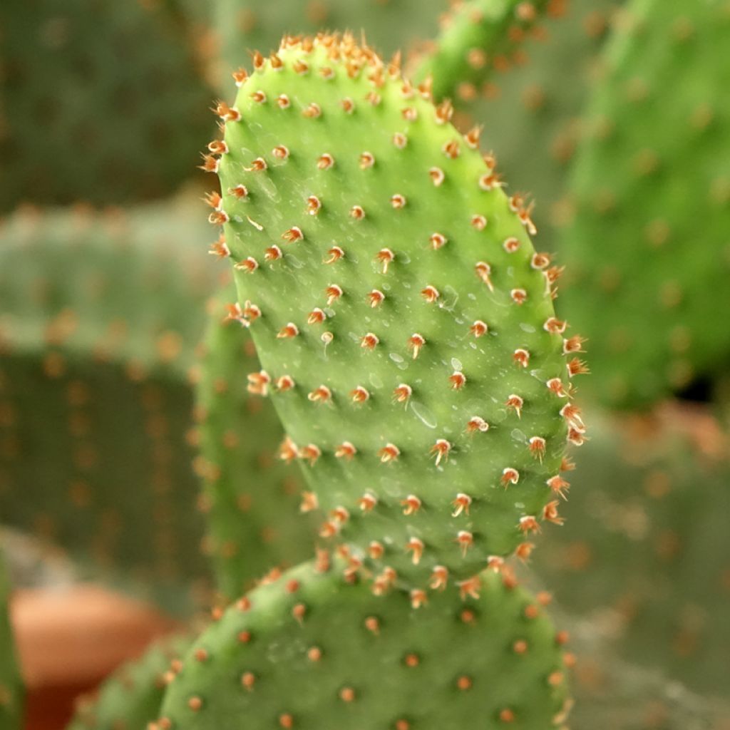 Opuntia lubrica - Schijfcactus