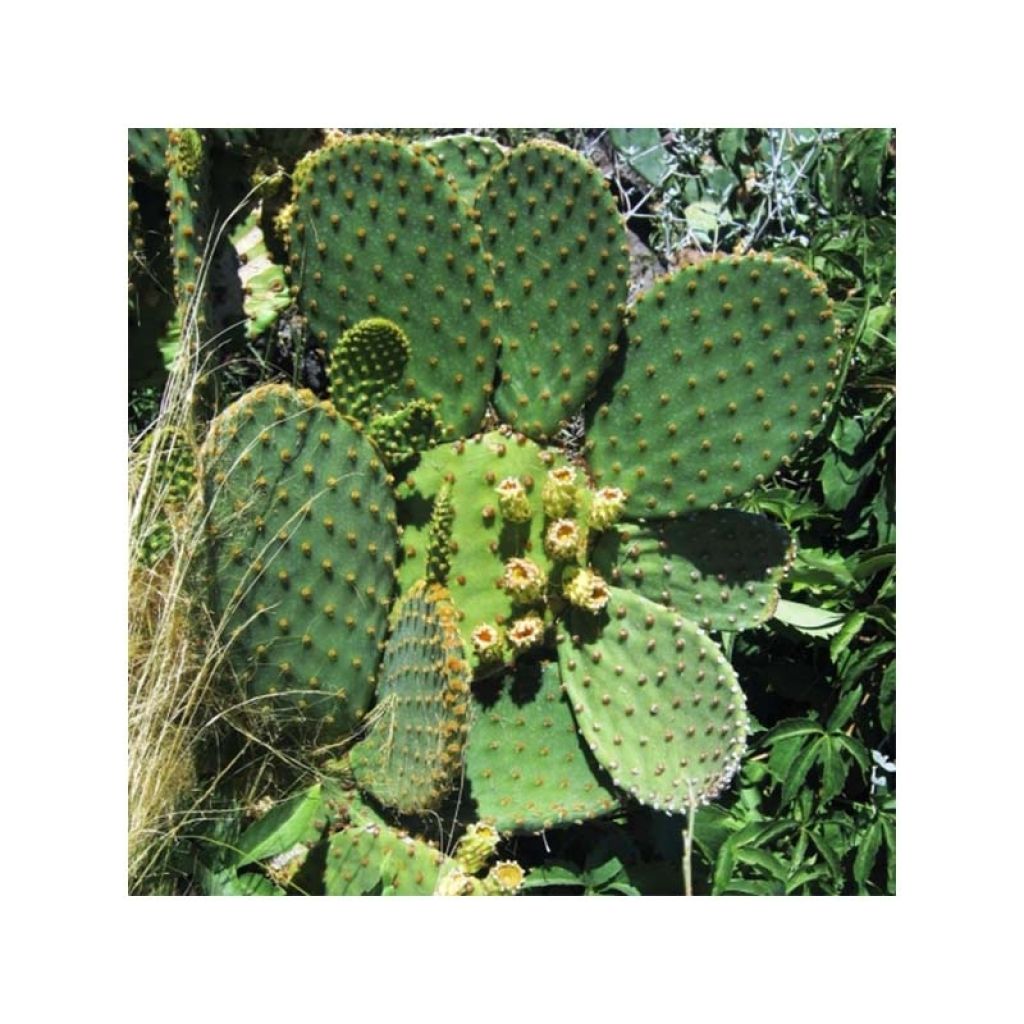 Opuntia lubrica - Schijfcactus