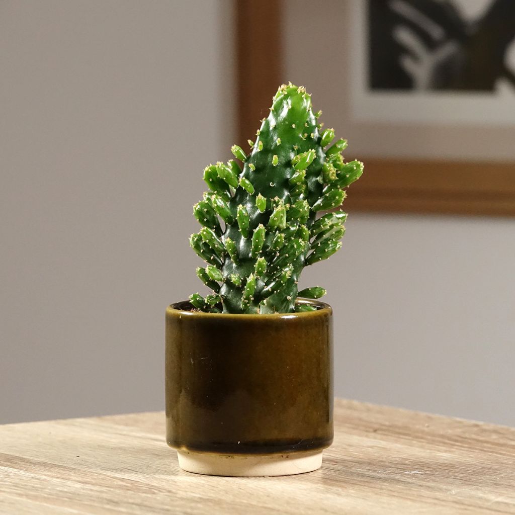 Opuntia monacantha - Schijfcactus