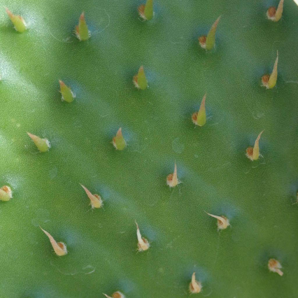Opuntia rufida - Vijgcactus