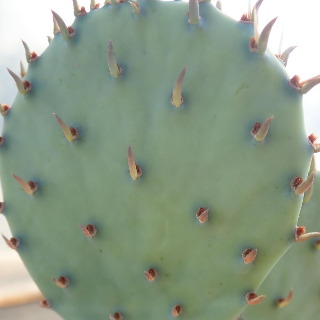 Opuntia sanguinicola - Schijfcactus