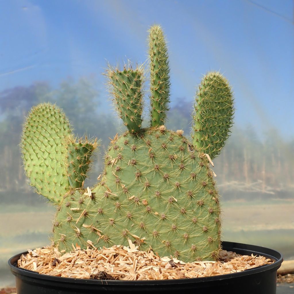 Opuntia scheeri - Schijfcactus