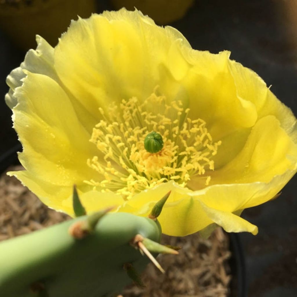 Opuntia semispinosa - Schijfcactus