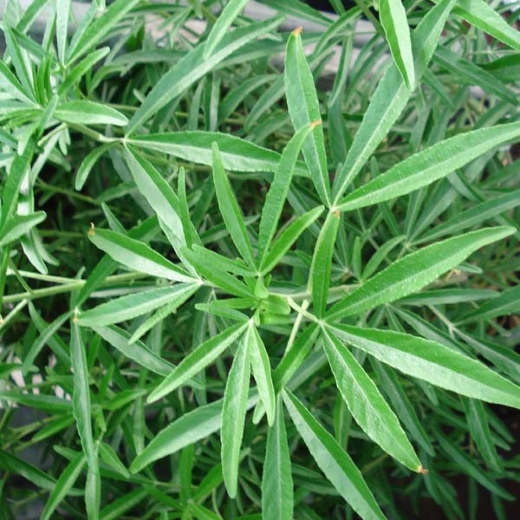 Choisya dewitteana Aztec Pearl - Mexicaanse oranjebloesem