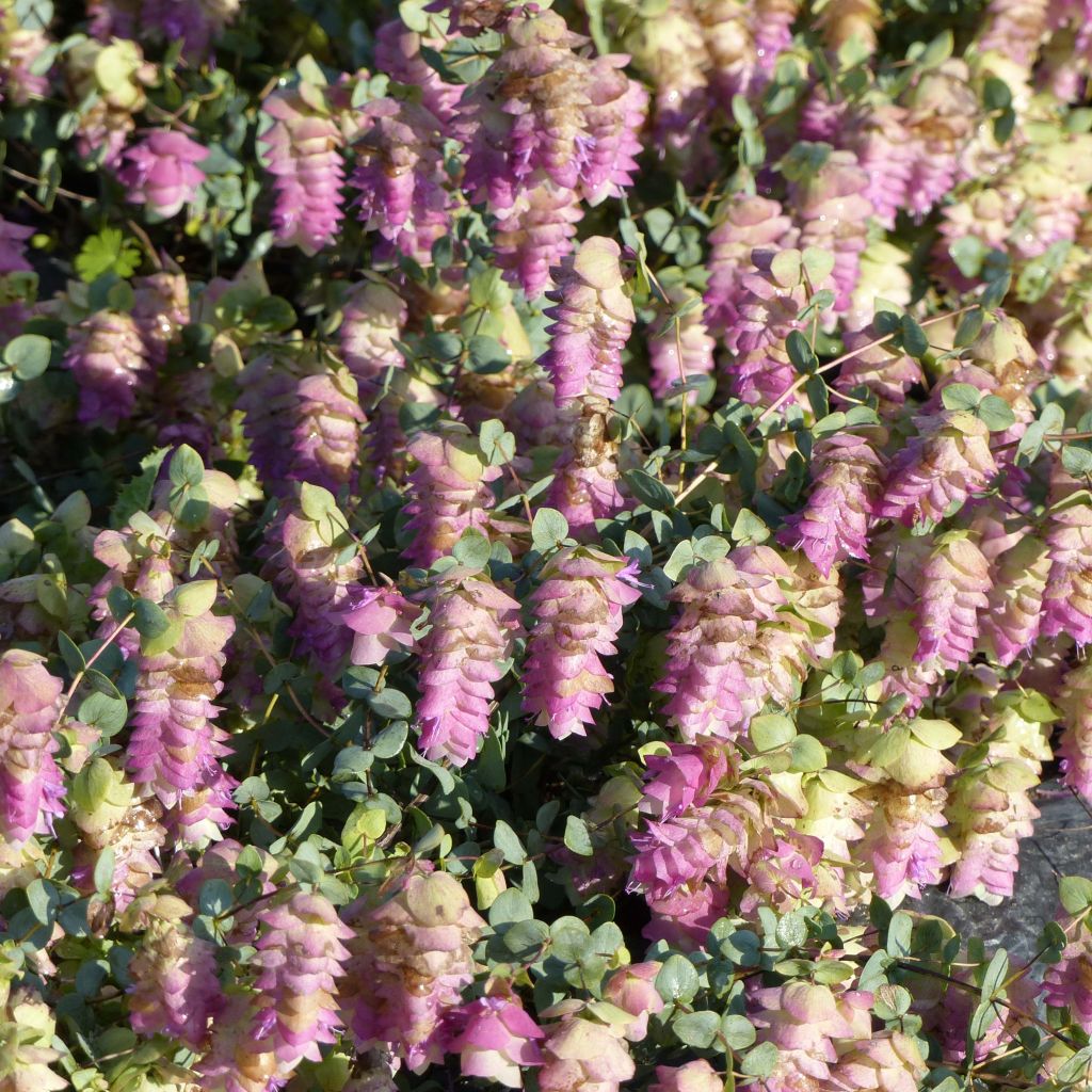 Origanum rotundifolium Kent Beauty - Marjolein