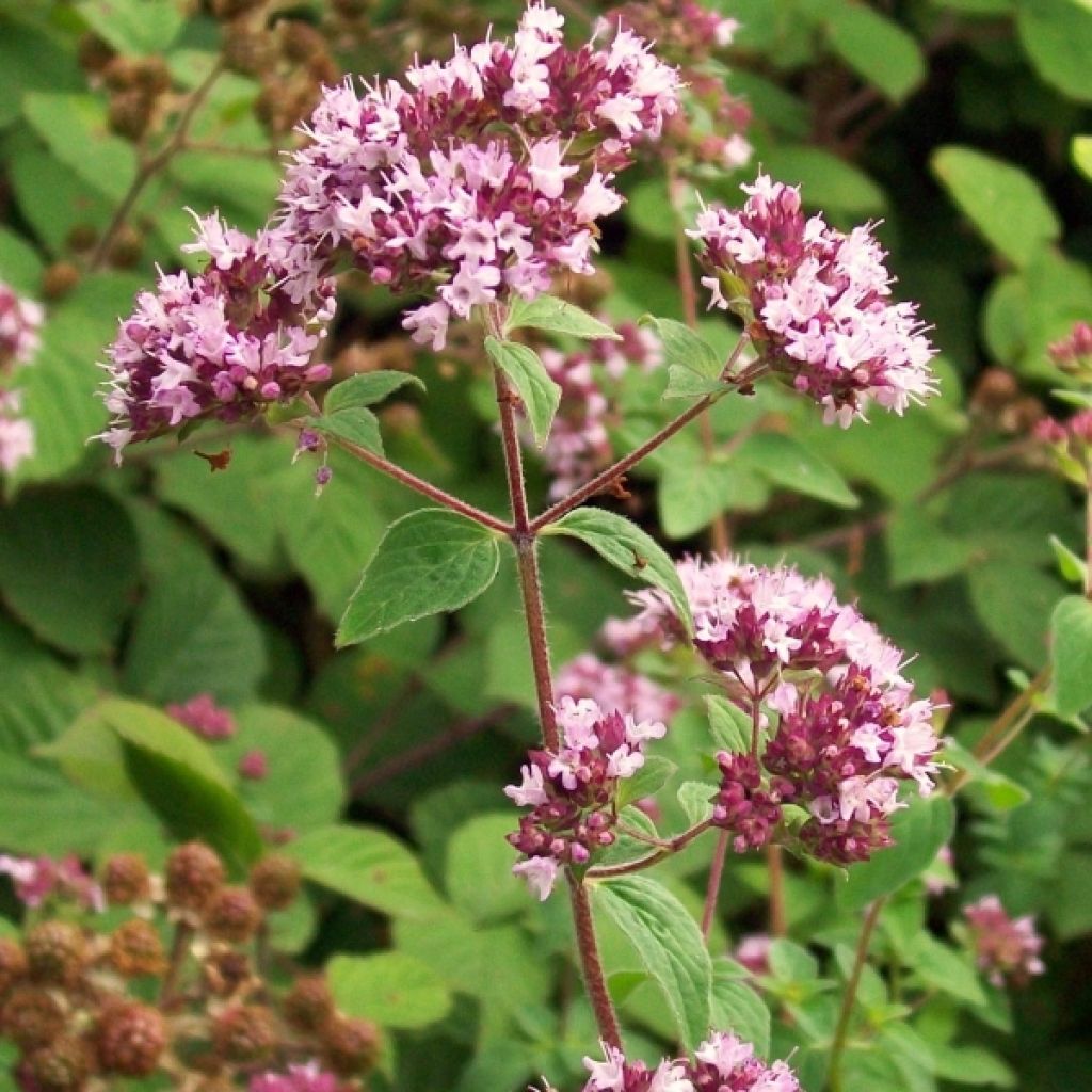Origanum vulgare Compactum biologisch - Oregano