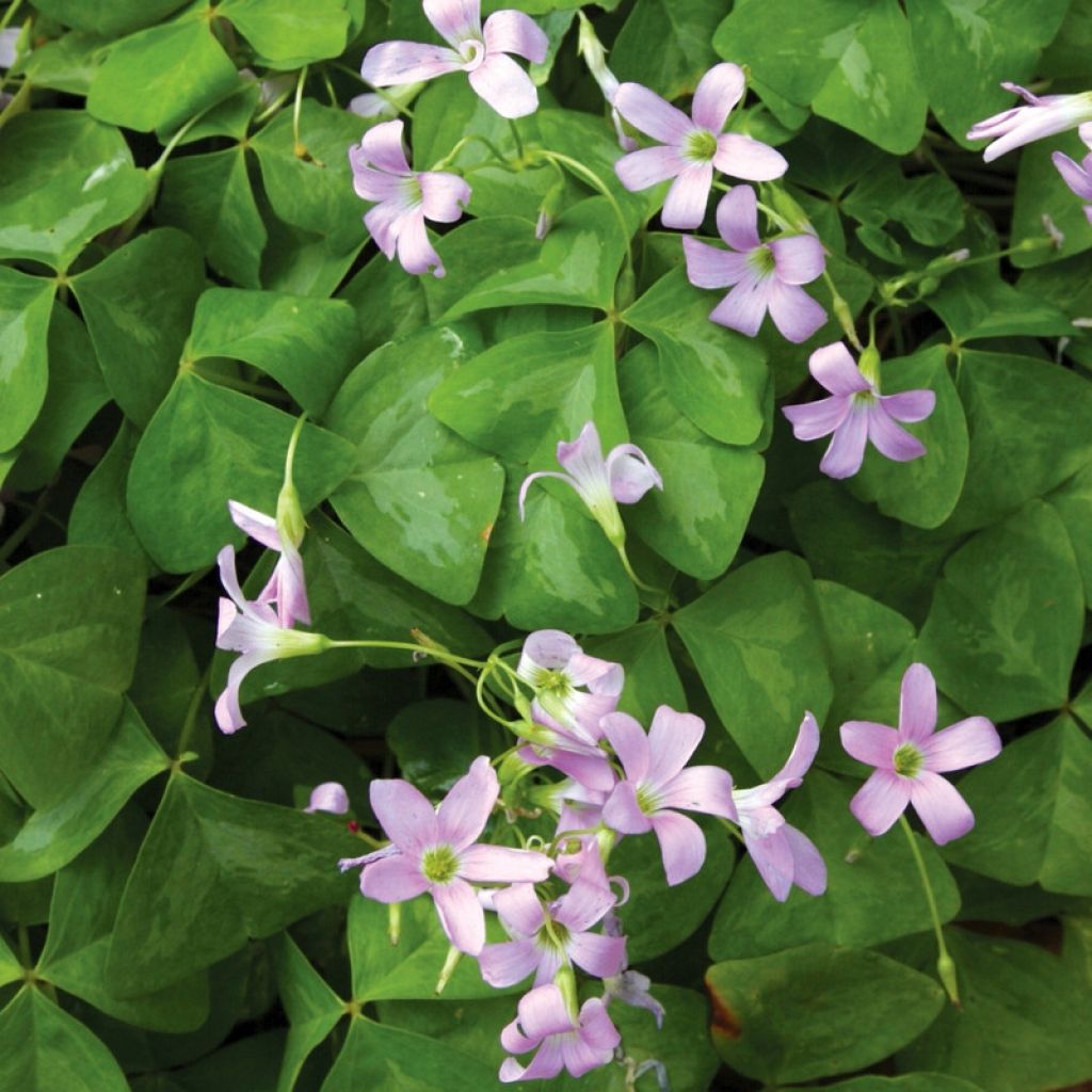 Oxalis triangularis Fanny - Klaverzuring