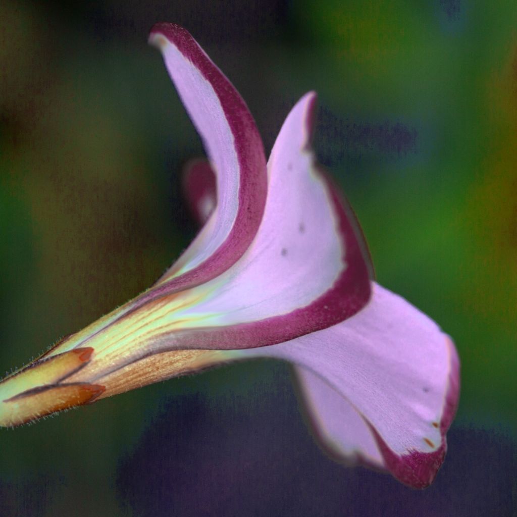 Oxalis versicolor Autumn Pink - Zuurstokzuring
