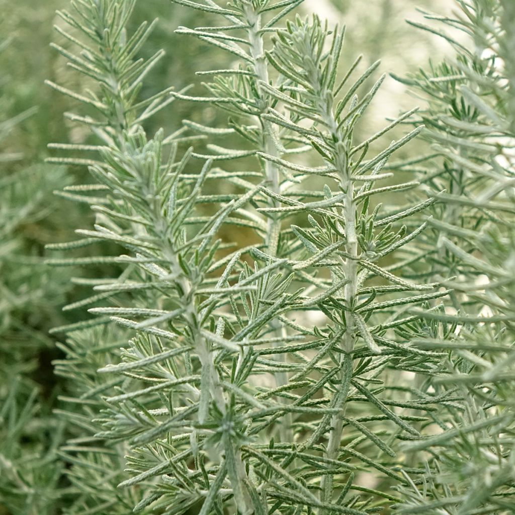 Ozothamnus rosmarinifolius Silver Jubilee - Zeerozemarijn