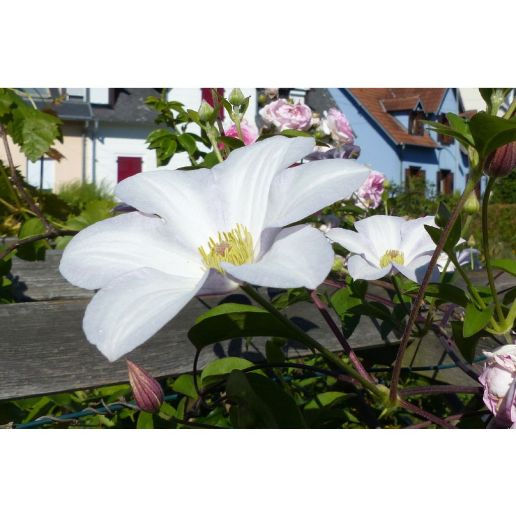 Clematis Huldine - Italiaanse clematis
