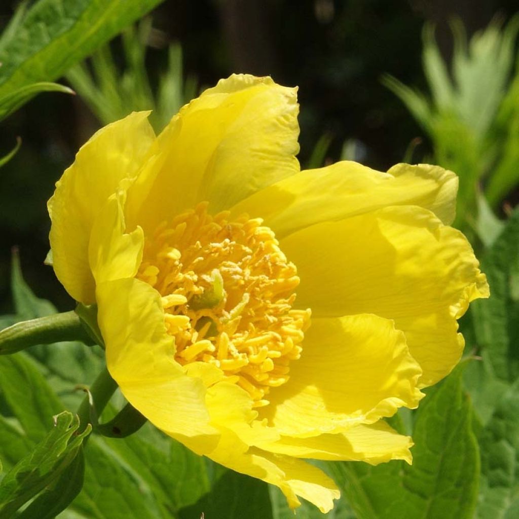 Paeonia lutea - Boompioen