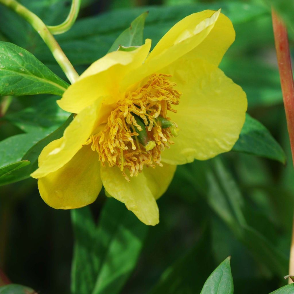 Paeonia lutea - Boompioen