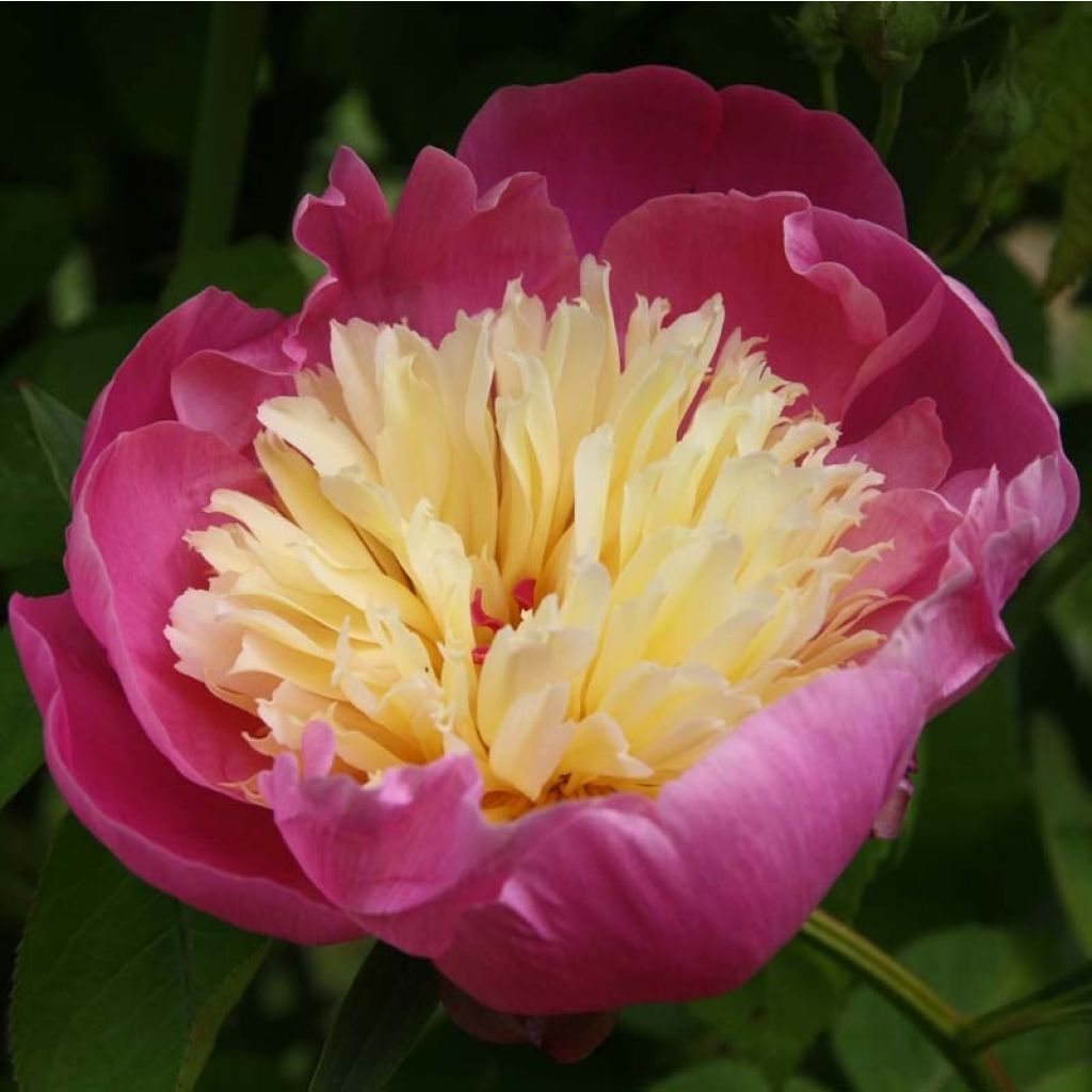 Paeonia lactiflora Bowl of Beauty - Pioenroos