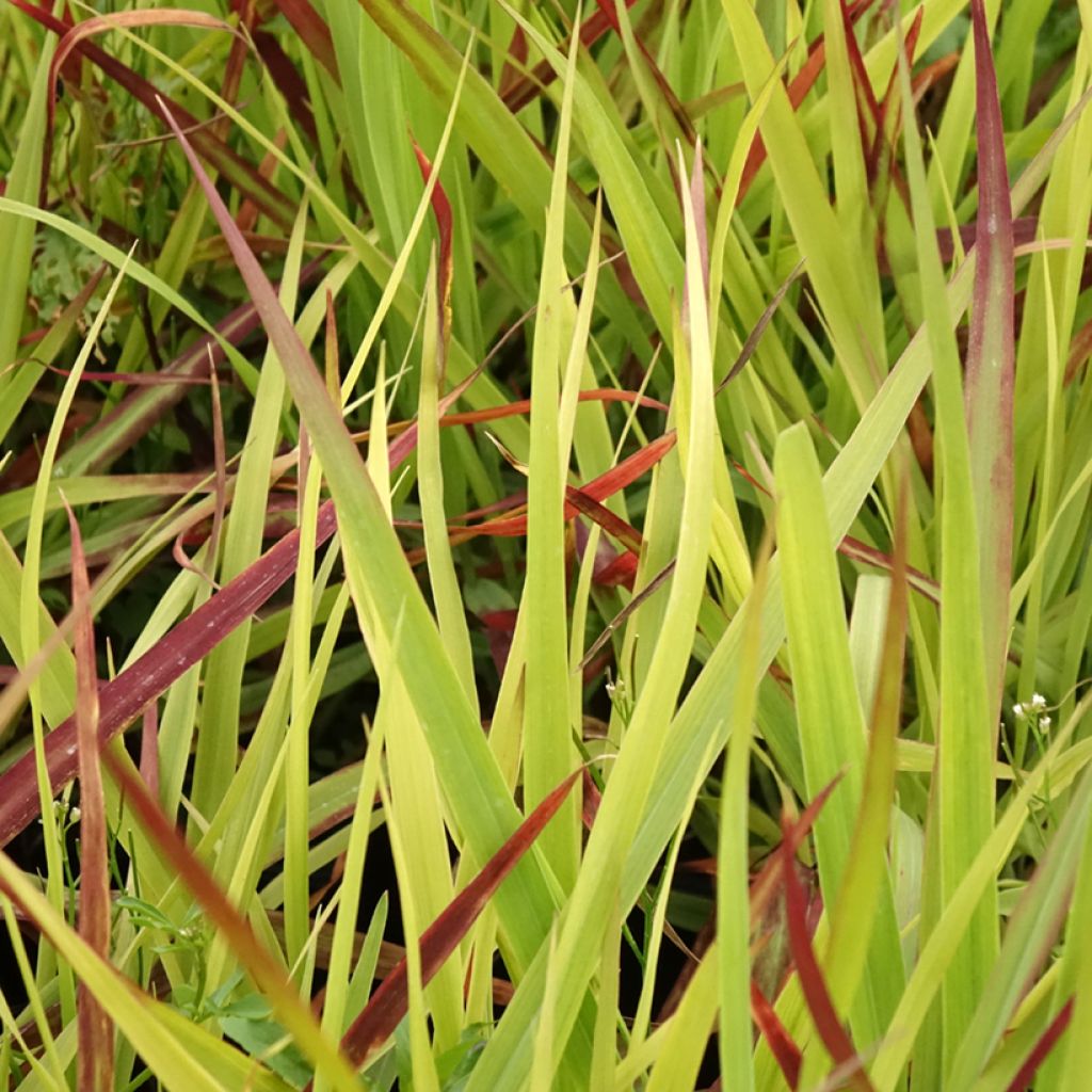 Panicum virgatum Oxblood Autumn - Vingergras