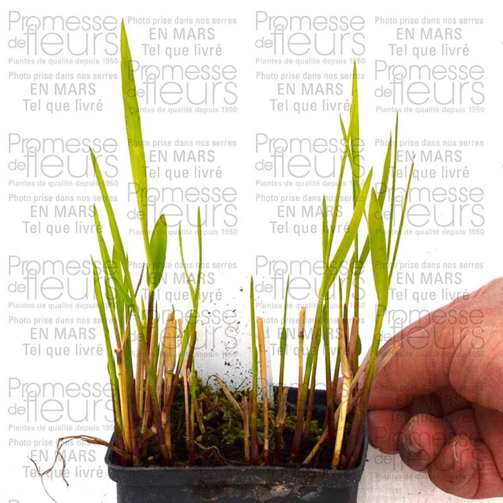 Panicum virgatum Rotstrahlbusch - Vingergras