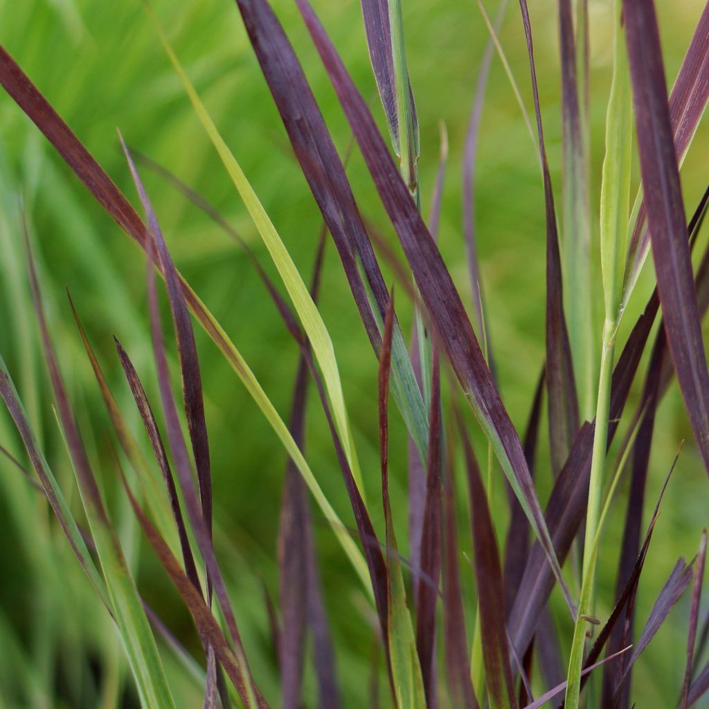 Panicum virgatum Purple Breeze - Vingergras