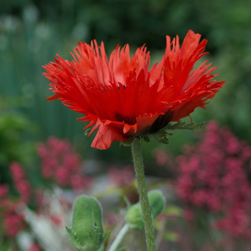 Papaver orientale Curlilocks - Oosterse papaver