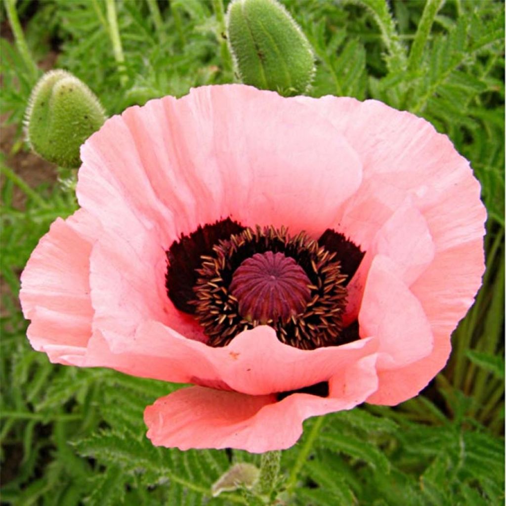 Papaver orientale Helen Elisabeth - Oosterse papaver