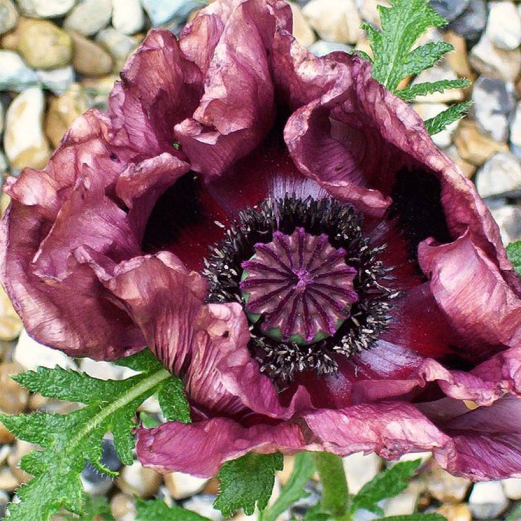 Papaver orientale Patty's Plum - Oosterse papaver