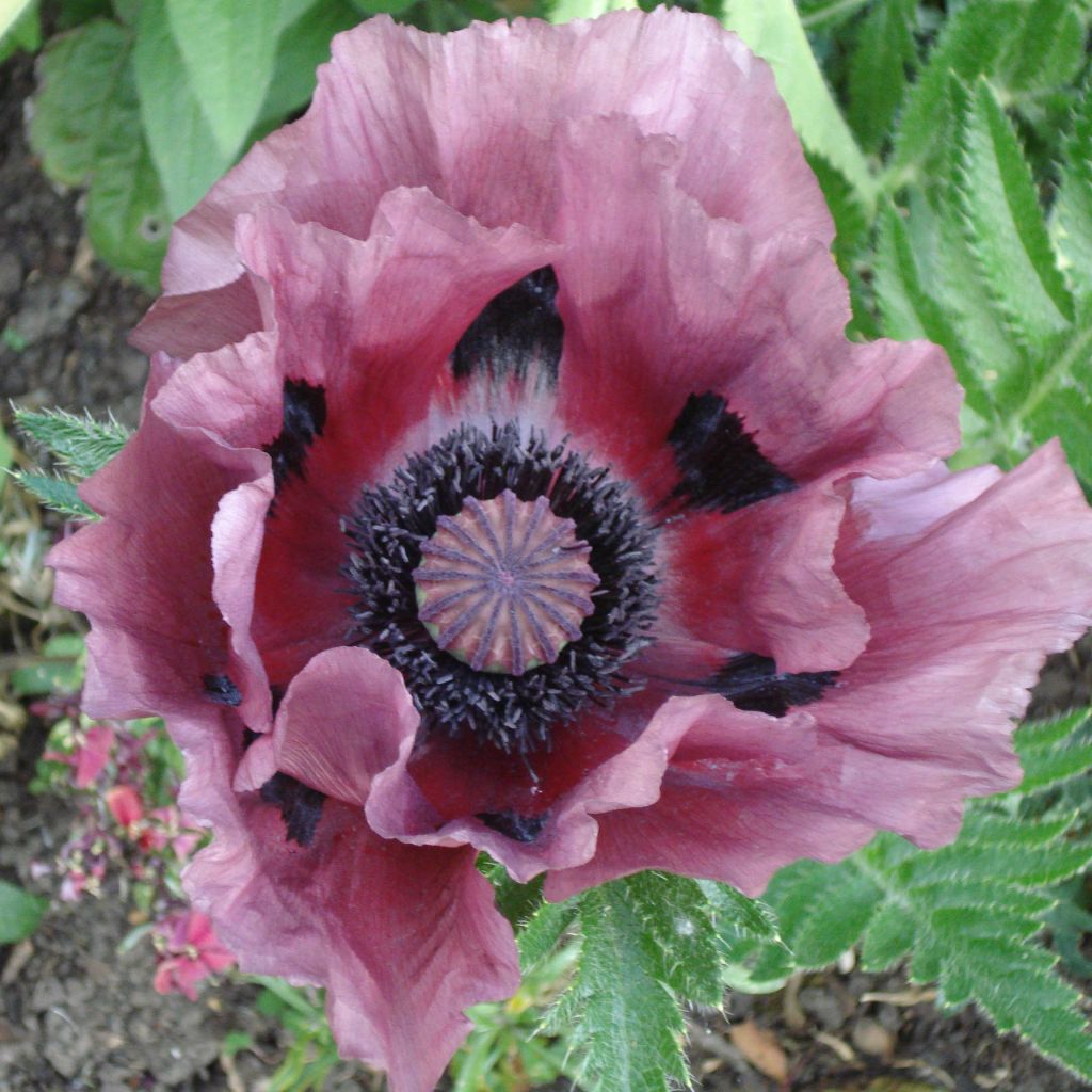 Papaver orientale Patty's Plum - Oosterse papaver