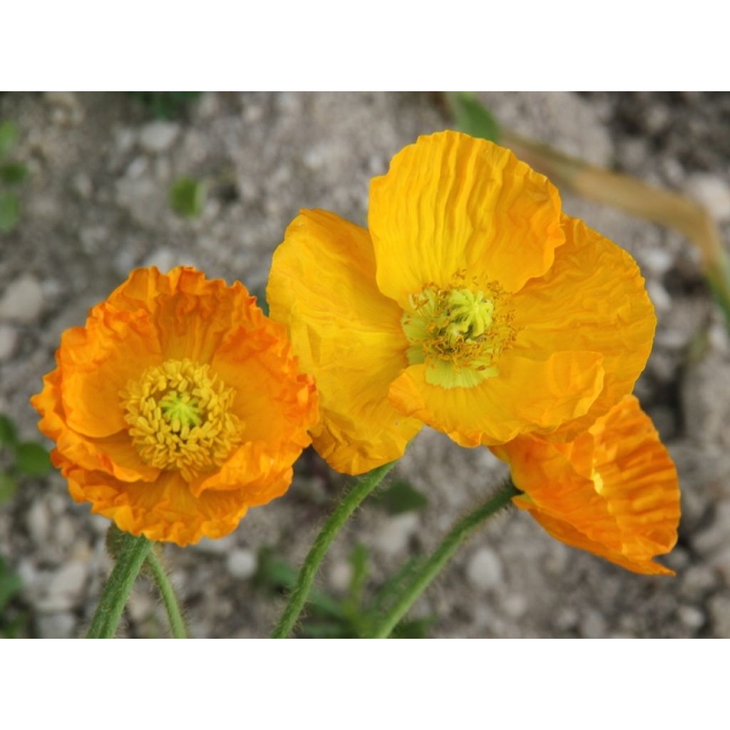 Papaver nudicaule Gartenzwerg - IJslandse papaver