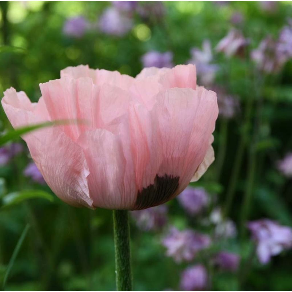 Papaver orientale Princess Victoria Louise - Oosterse papaver