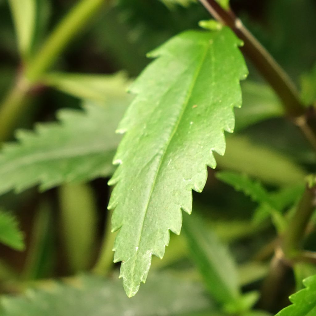 Parahebe catarractae Avalanche