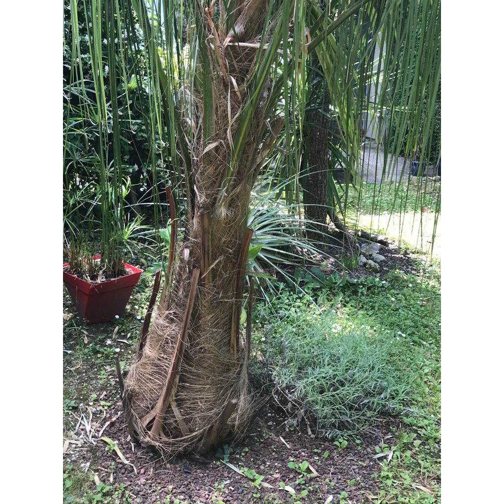 Parajubaea torallyi - Janchicocopalm