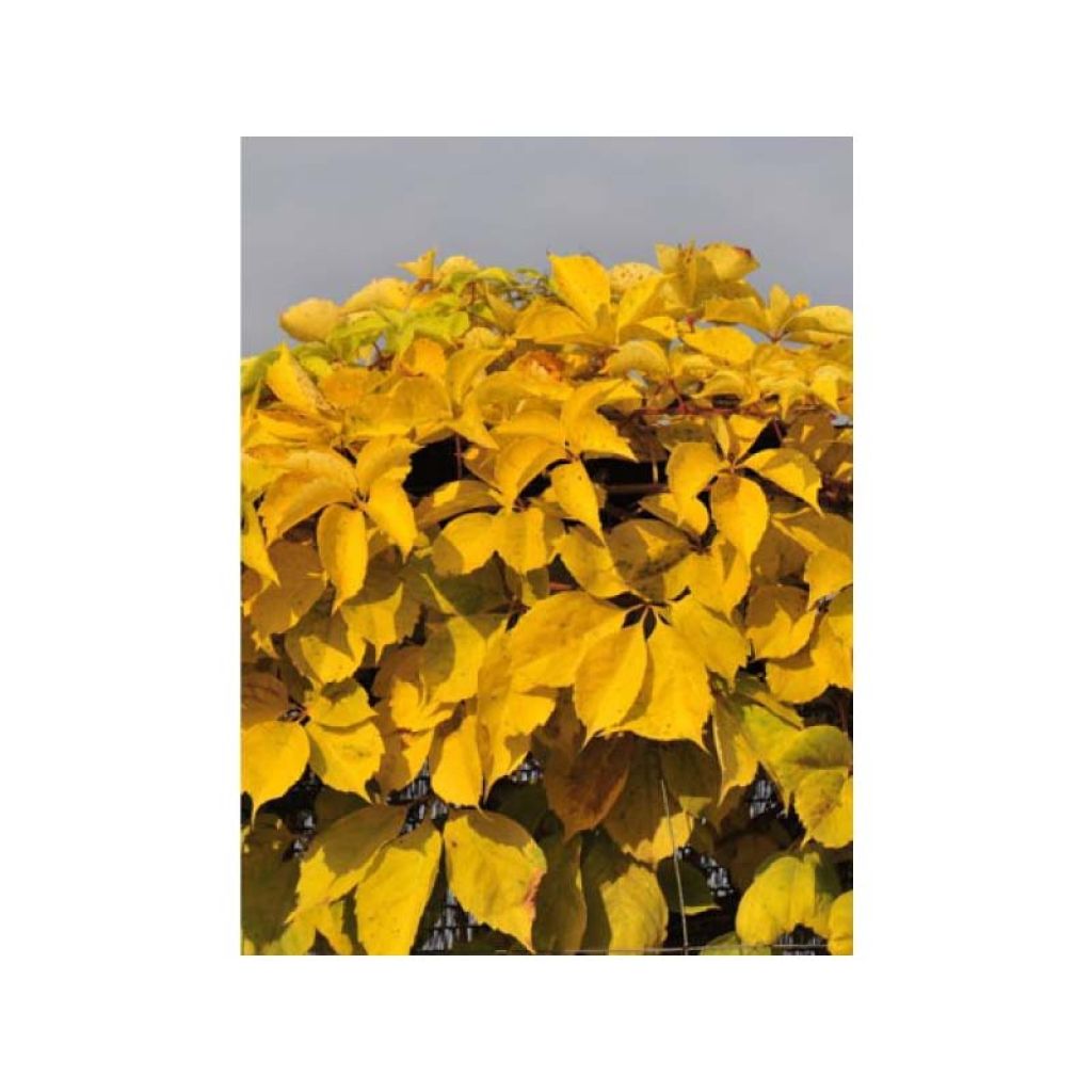Parthenocissus quinquefolia Yellow Wall - Wilde wingerd