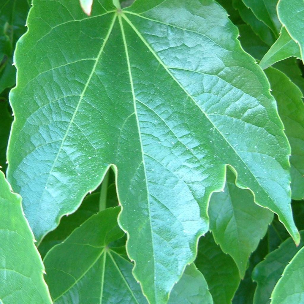 Parthenocissus tricuspidata Green Spring - Wilde wingerd