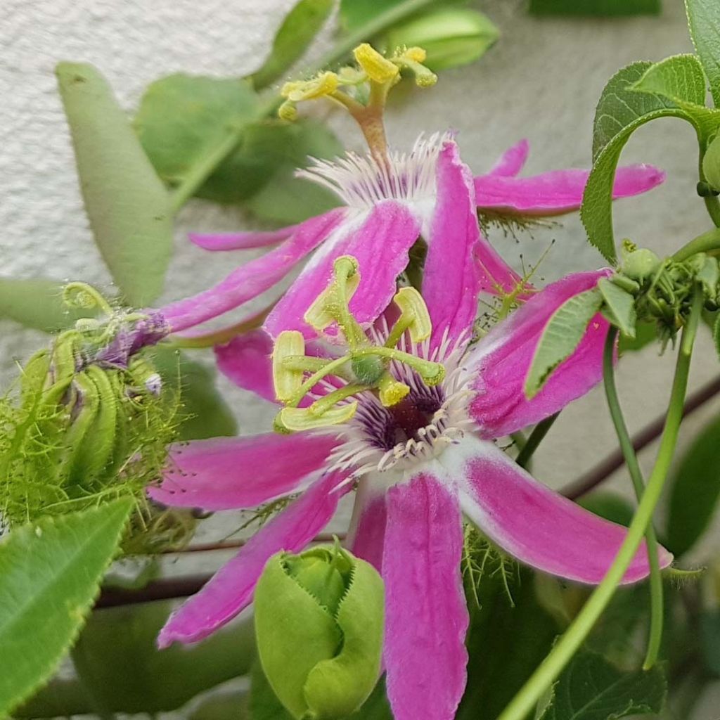Passiflora Aurora - Passiebloem